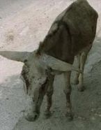 &ldquo;Carne de pr&aacute;ctica&rdquo;, proyecto de documental del realizador Nicol&aacute;s Rom&aacute;n Borre