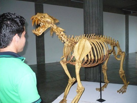 Exposici&oacute;n de f&oacute;siles &ldquo;Breal de Orocual&rdquo;