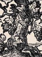 Representaci�n de un olmo en un grabado datado en Lyon, Tournes, en 1547