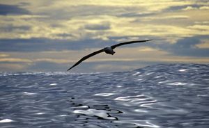 Fotograf&iacute;a: Gerald Nowak