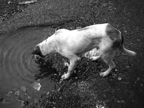 Perro sediento en Petare (Caracas)