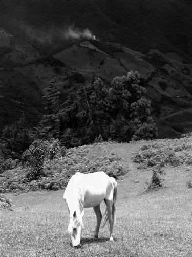 Humo y caballo