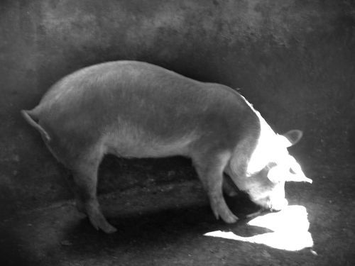 Cerdo bebiendo luz
