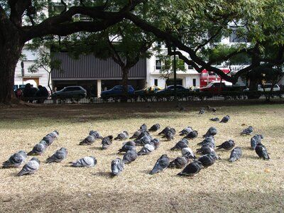 Estaci�n de las palomas