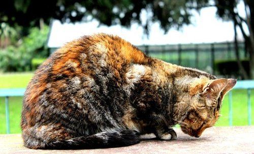 Gato meditando (Jard�n Bot�nico)