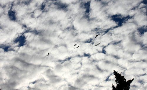 Nubes y p�jaros (Cementerio de la Chacarita)