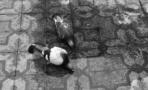 Palomas sedientas (San Telmo)