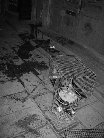 De cuervos y afines contextos