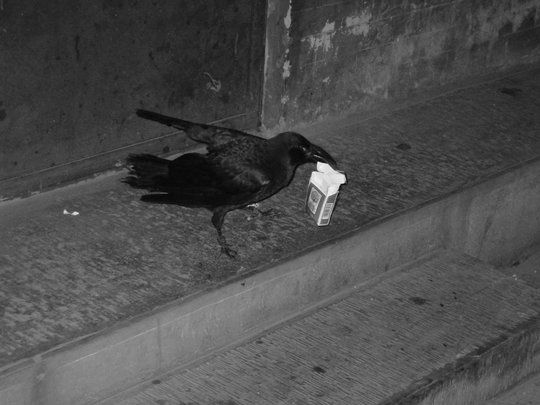 De cuervos y afines contextos