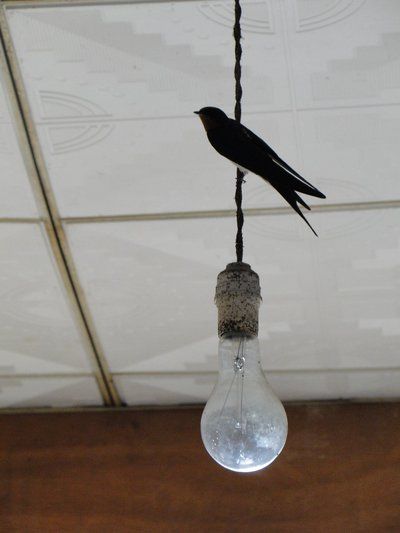 Golondrina