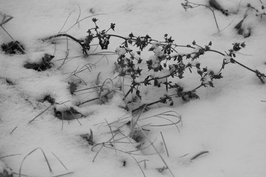 Introitos de la nieve sublimada