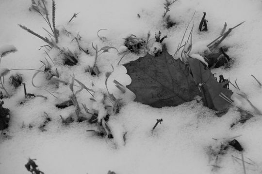 Introitos de la nieve sublimada
