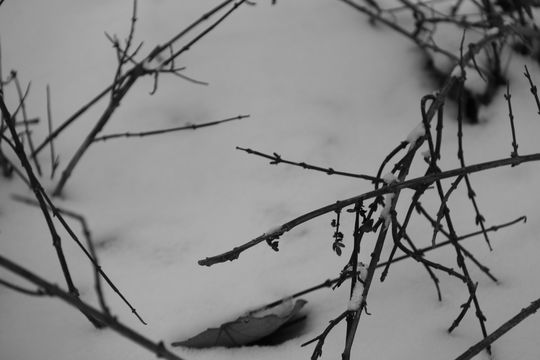 Introitos de la nieve sublimada