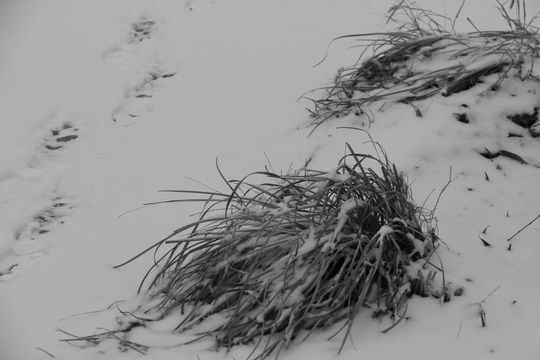 Introitos de la nieve sublimada