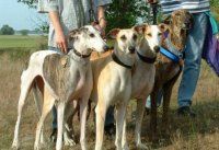 Galgos