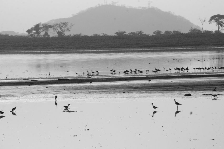 Sobrevivientes del o en el ocaso, por Wilfredo Carrizales