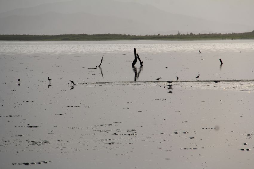 Sobrevivientes del o en el ocaso, por Wilfredo Carrizales
