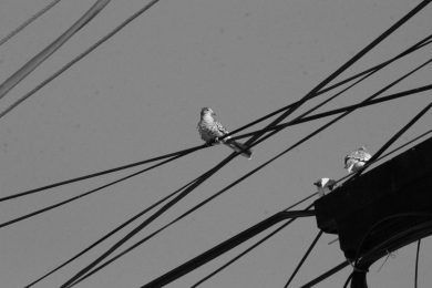 Acervo a tientas, por Wilfredo Carrizales