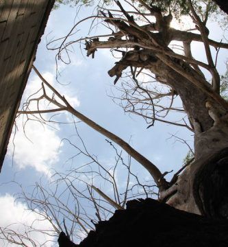 Árbol multiforme, por Wilfredo Carrizales