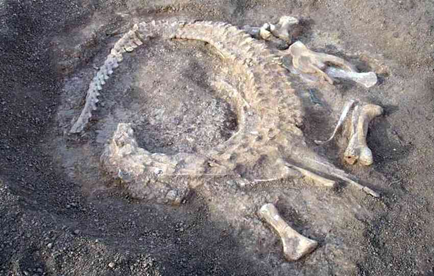 El esqueleto fosilizado del dinosaurio de Níger que alberga el Mupe