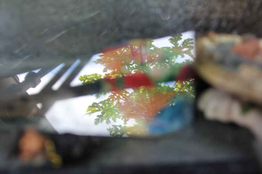 Cercano a las evanescencias, por Wilfredo Carrizales