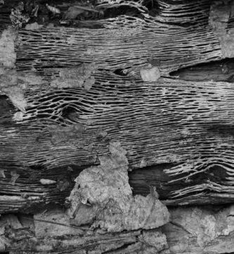 De olivos, drupas y demás óleos, por Wilfredo Carrizales