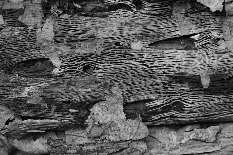 De olivos, drupas y demás óleos, por Wilfredo Carrizales