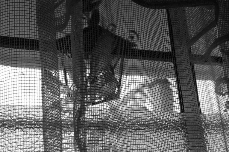 No siempre, sino contadas veces, por Wilfredo Carrizales