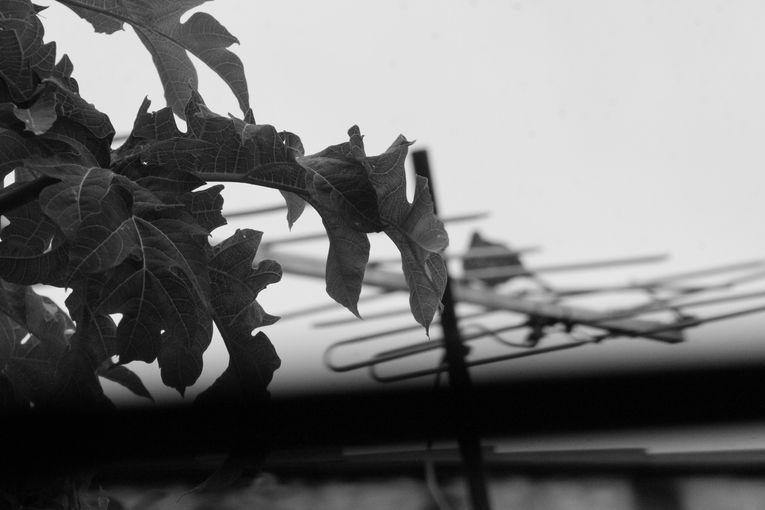 No siempre, sino contadas veces, por Wilfredo Carrizales