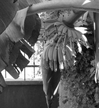 Uno no podría imaginarse otras espesuras, por Wilfredo Carrizales