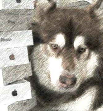 Micropoesía de titular: shock y humor a raíz de “Las rosas son rojas”, por Daniel Escandell Montiel