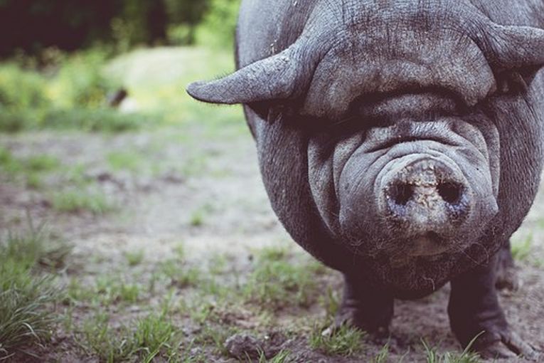 En lo que el cerdo se allegó, por Wilfredo Carrizales