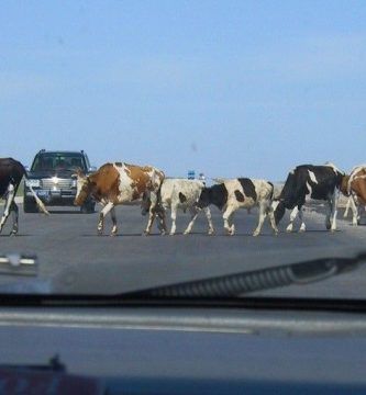 Perspectivas de la estepa mongola a través del parabrisas, por Wilfredo Carrizales