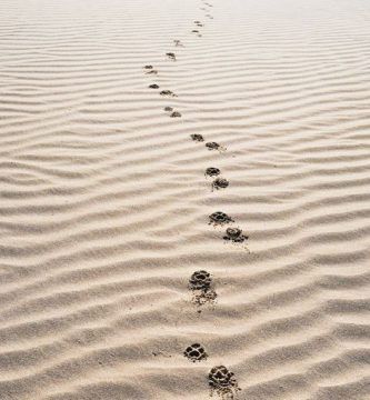 Voces, voces, por Rafael Fauquié