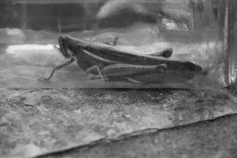 Testimonios de una langosta, por Wilfredo Carrizales