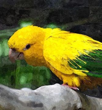 Aratinga, por Andrea Molina Hernández
