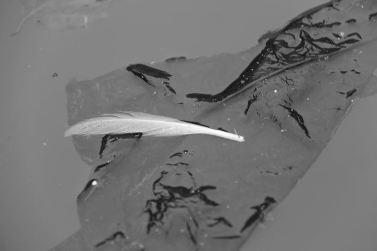 Por separado, aunque una sola relación, por Wilfredo Carrizales