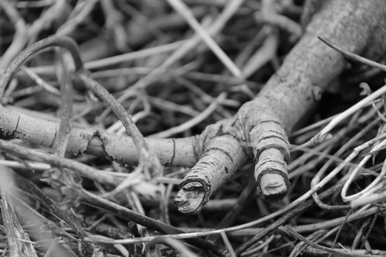 Por separado, aunque una sola relación, por Wilfredo Carrizales