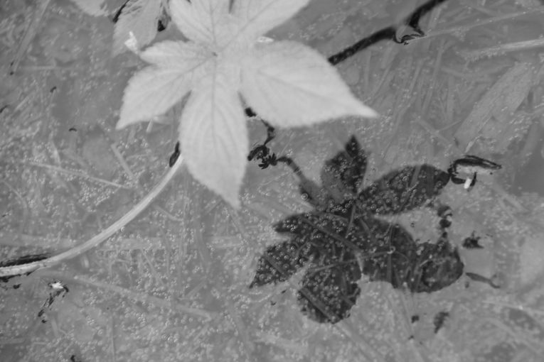 Por separado, aunque una sola relación, por Wilfredo Carrizales