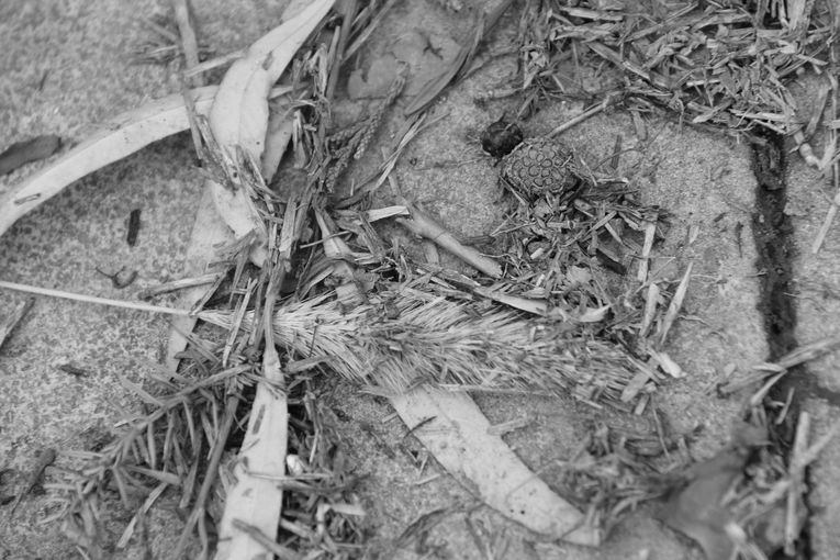 Por separado, aunque una sola relación, por Wilfredo Carrizales