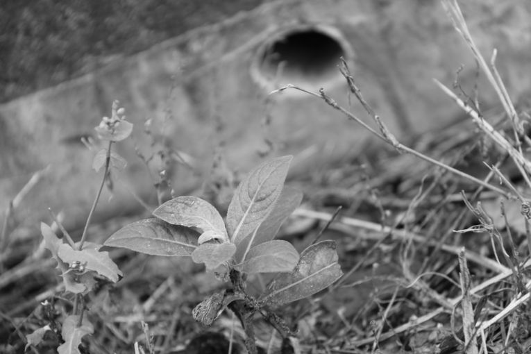 Por separado, aunque una sola relación, por Wilfredo Carrizales