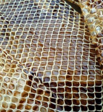 Julia y la piel de la serpiente, por Vicente Adelantado Soriano