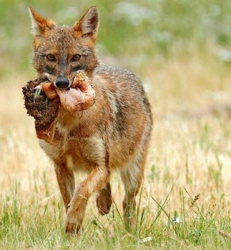 La poesía no es un pretexto, por Rolando Gabrielli