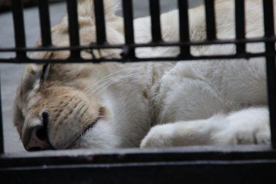 Animales de mi galería (I), por Wilfredo Carrizales