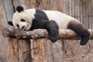 Animales de mi galería (II), por Wilfredo Carrizales