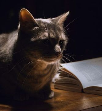 La lectura: una mirada desde la vivencia, por Norma Socorro