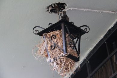 Unas apariencias y sus certezas, por Wilfredo Carrizales