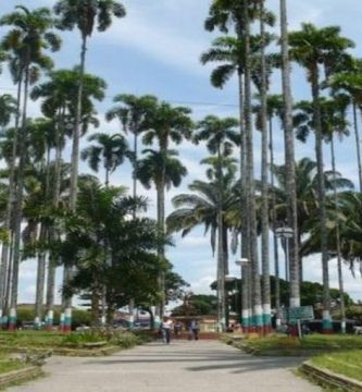 Parque de las Palmas, en Caicedonia