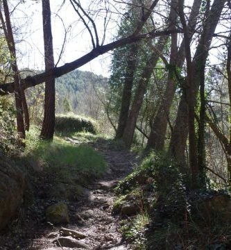 Un camino lleno de piedras, por Vicente Adelantado Soriano