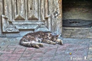 Tras las huellas de Cavafy, por William Guaregua